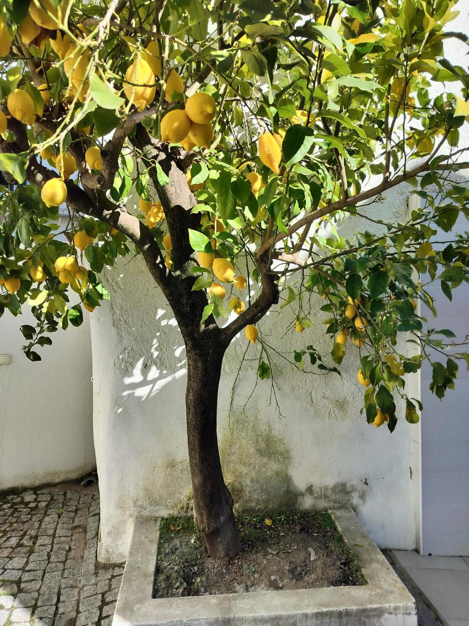 Апартаменти 3 Marias Do Forno Лозан Екстер'єр фото